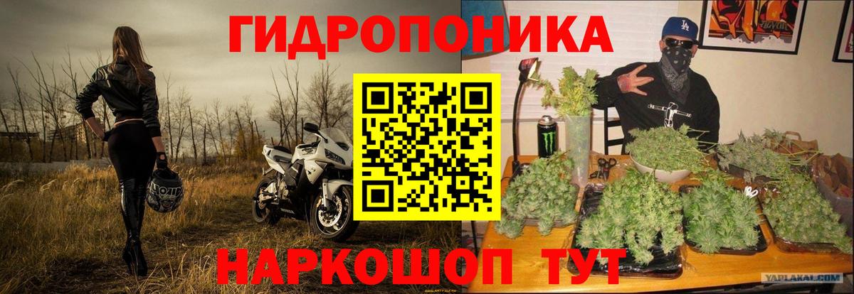 Канабис OG Kush Ревда